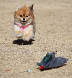 Lure coursing hunter canine
