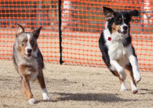 Lure Course Training Hunter Canine