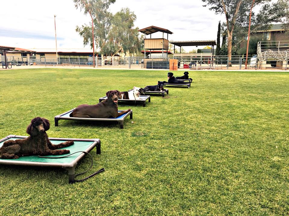 3 Week Dog Training Camp: A Comprehensive Guide to Transforming Your Canine Companion