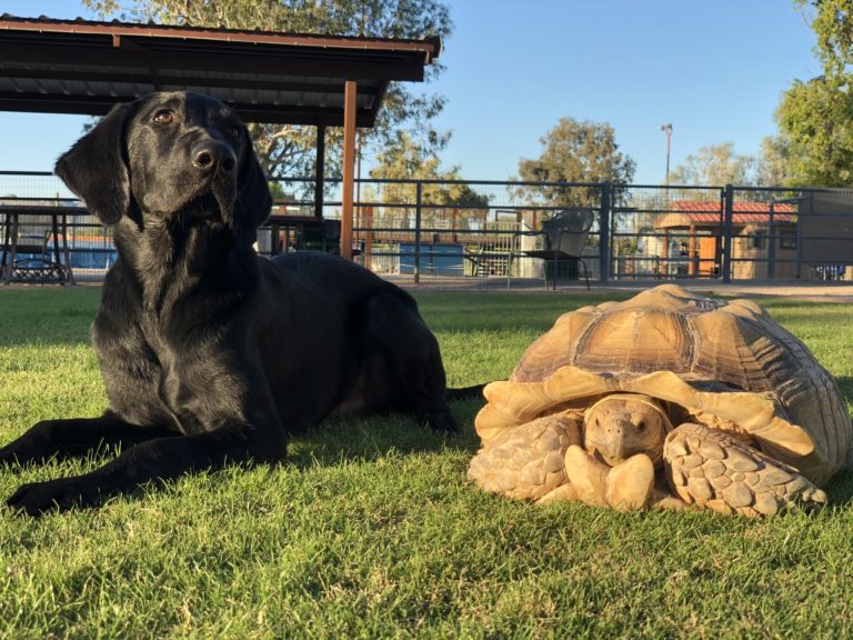 Dog Training Camps Get the most out of your dog with our off leash camp