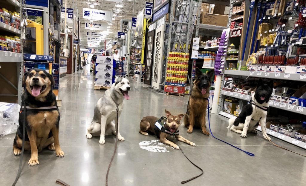 Dog Training Camps Get the most out of your dog with our off leash camp