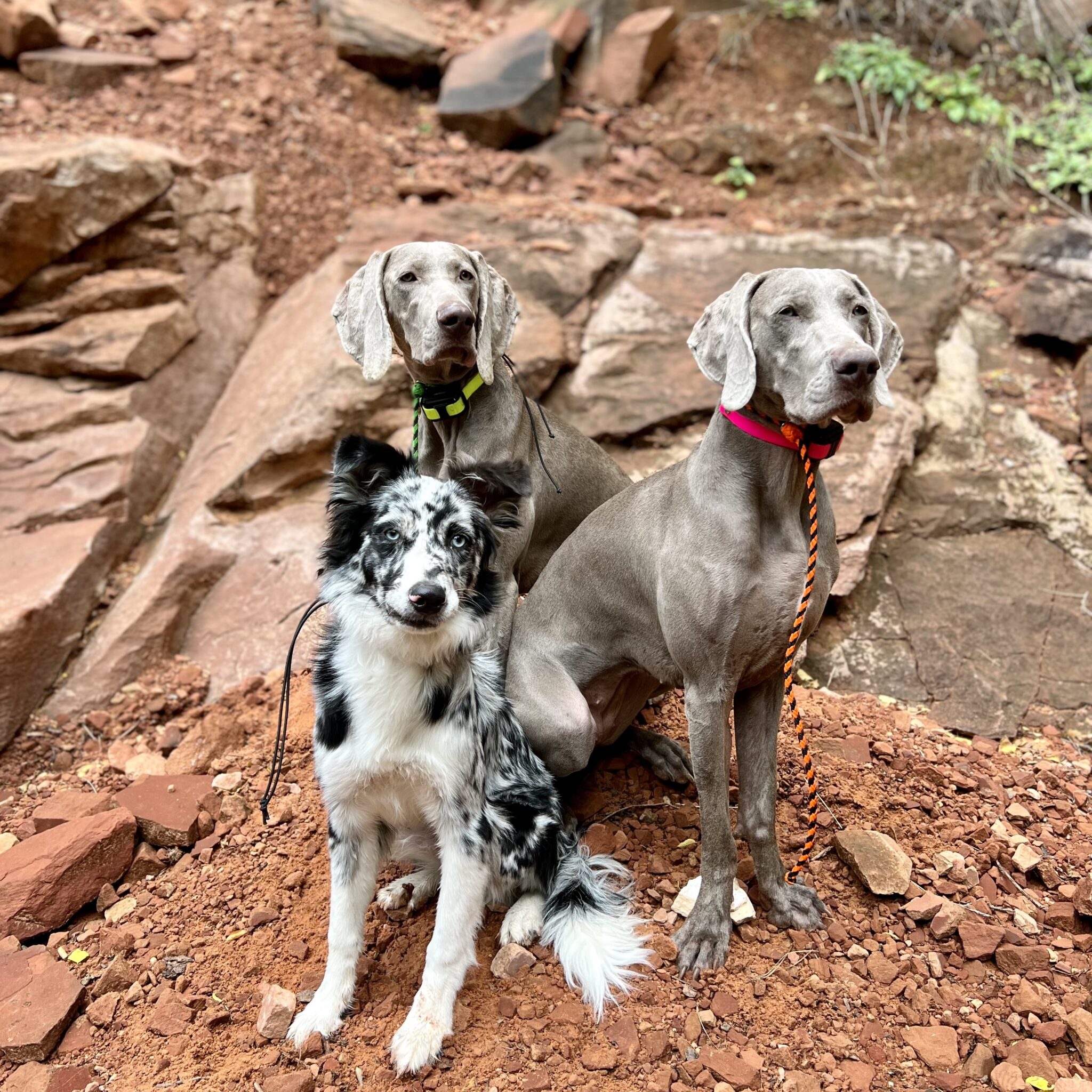 Dog Training Camps Get the most out of your dog with our off leash camp