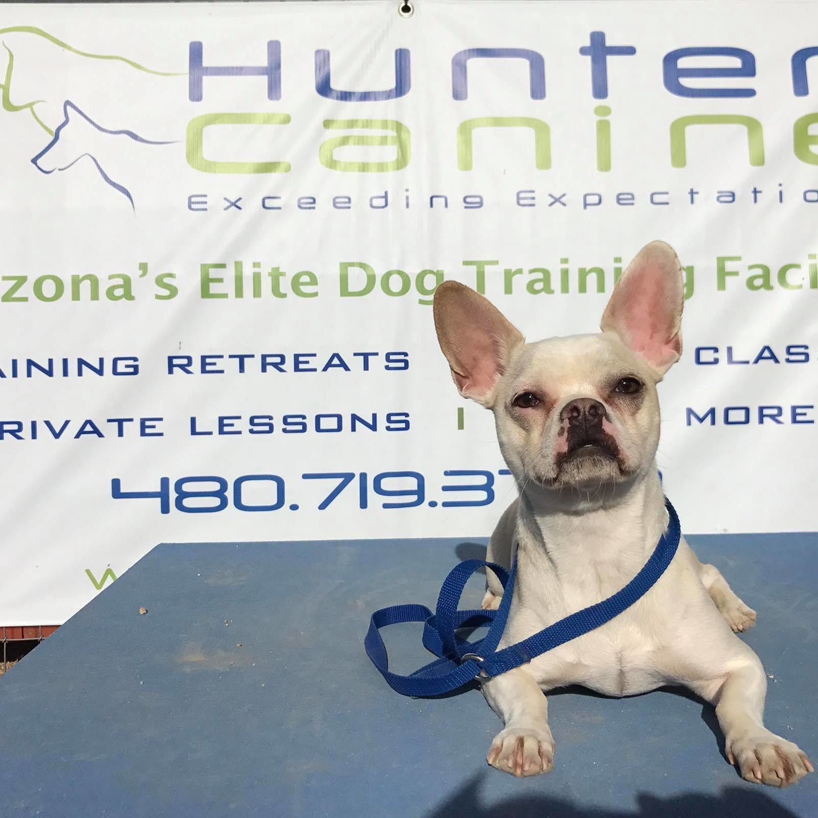 Frenchie/Chihuahua mix dog working on place command at Hunter Canine dog training