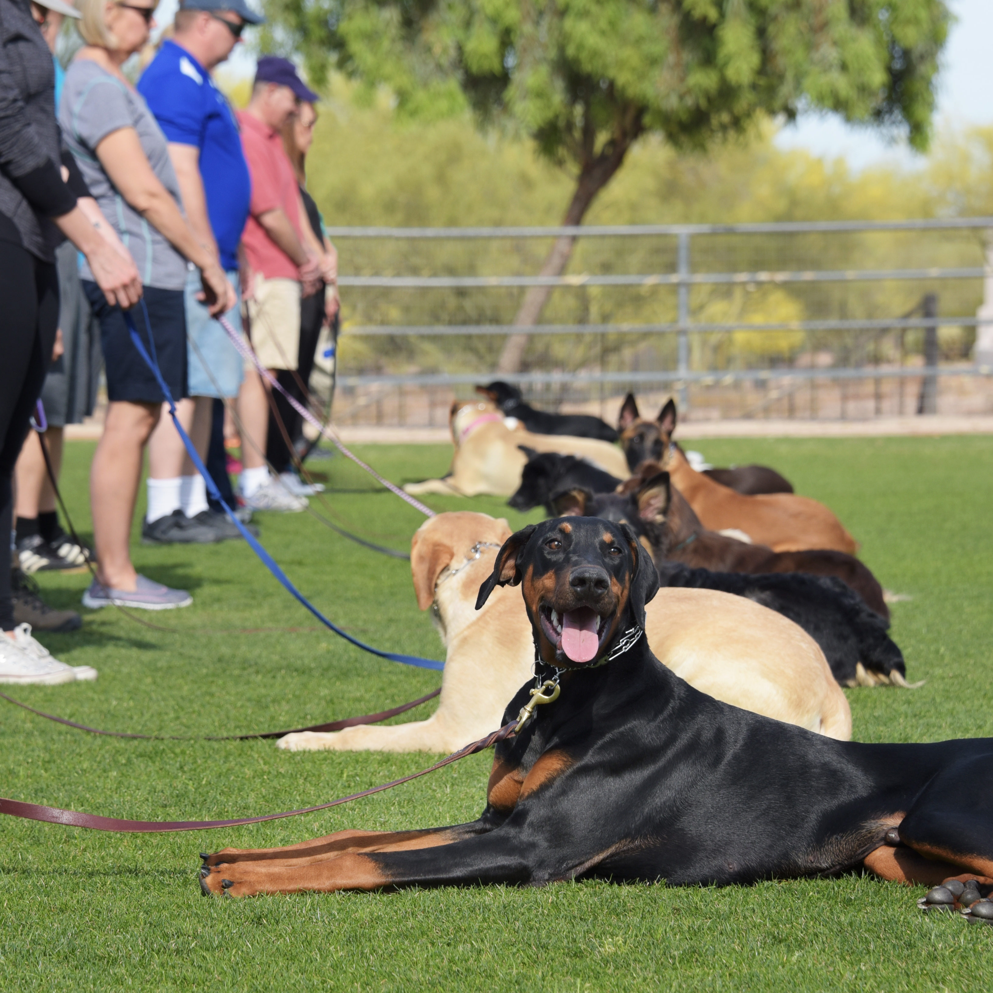 Dog training classes Group Classes Beginner/Expert
