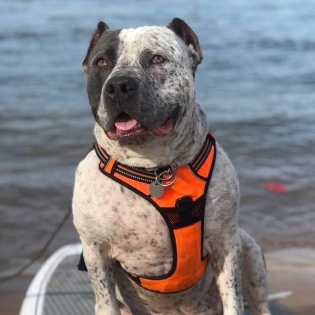 Pitbull mix wearing orange harness practicing sit at lake