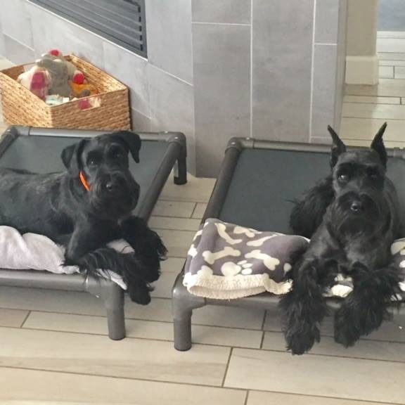Two schnauzers working on their place command next to each other on dog cots at Hunter Canine